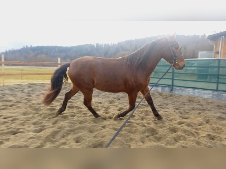 Lusitano Mix Ruin 4 Jaar 155 cm Roodbruin in Tuttlingen
