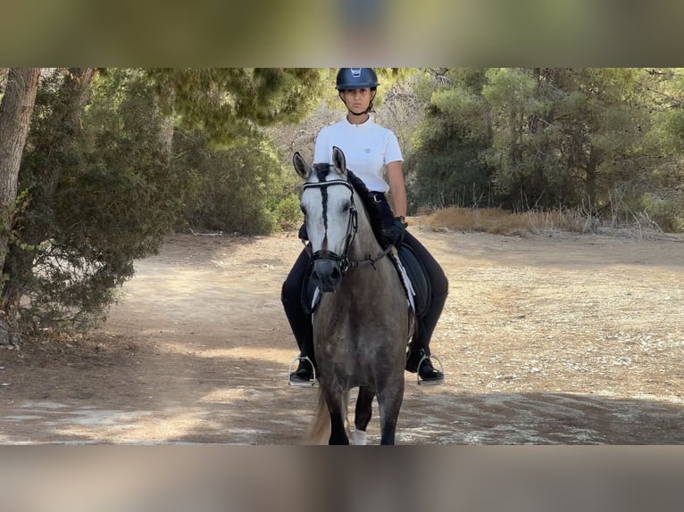 Lusitano Ruin 4 Jaar 157 cm Appelschimmel in Devesa