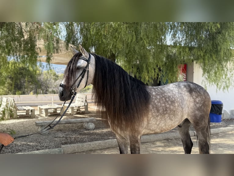 Lusitano Ruin 4 Jaar 157 cm Appelschimmel in Devesa