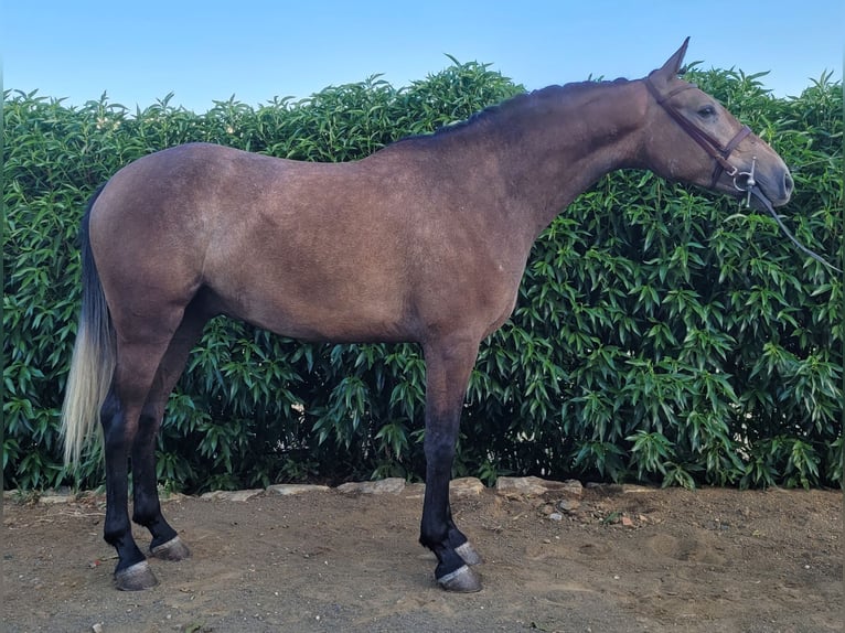 Lusitano Mix Ruin 4 Jaar 157 cm Schimmel in Alcala De Los Gazules