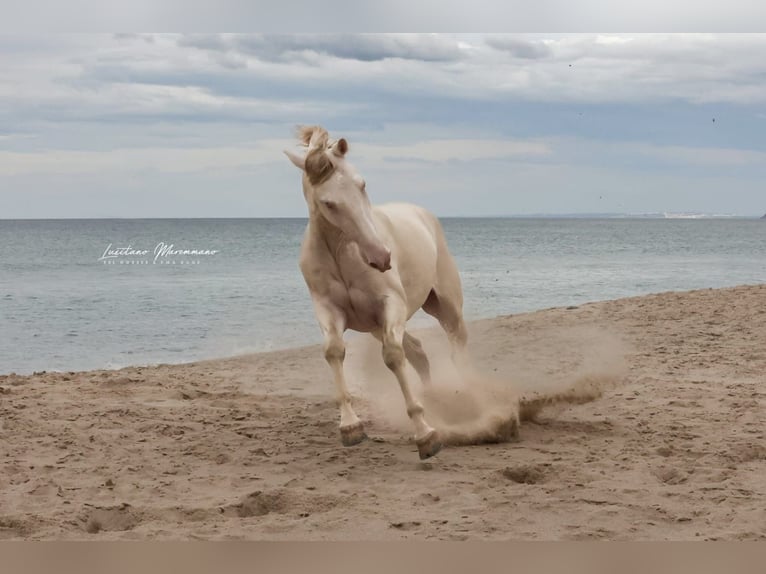 Lusitano Ruin 4 Jaar 158 cm Cremello in RIO MAIOR