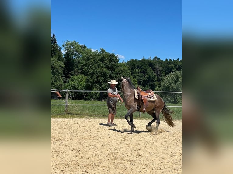 Lusitano Ruin 4 Jaar 158 cm Roan-Red in Amlikon-Bissegg