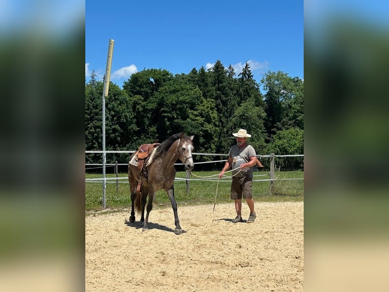 Lusitano Ruin 4 Jaar 158 cm Roan-Red in Amlikon-Bissegg