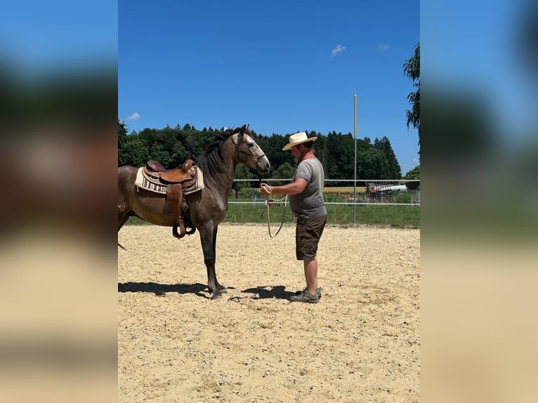 Lusitano Ruin 4 Jaar 158 cm Roan-Red in Amlikon-Bissegg