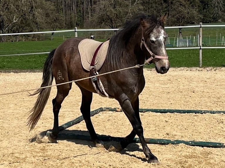 Lusitano Ruin 4 Jaar 158 cm Roan-Red in Amlikon-Bissegg