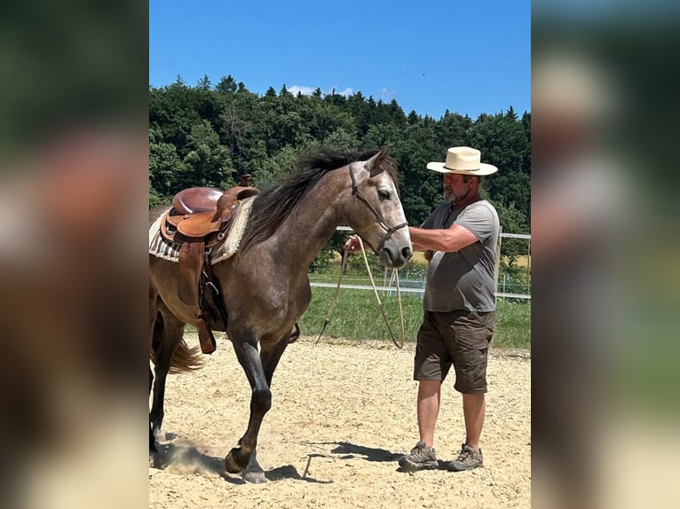 Lusitano Ruin 4 Jaar 158 cm Roan-Red in Amlikon-Bissegg