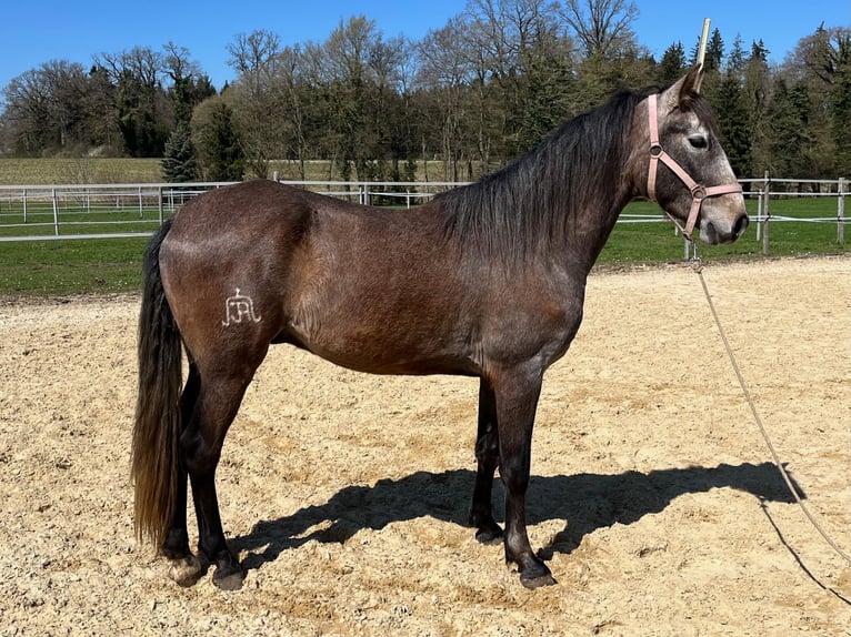 Lusitano Ruin 4 Jaar 158 cm Roan-Red in Amlikon-Bissegg