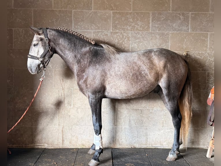 Lusitano Ruin 4 Jaar 159 cm Schimmel in Caldas da Rainha
