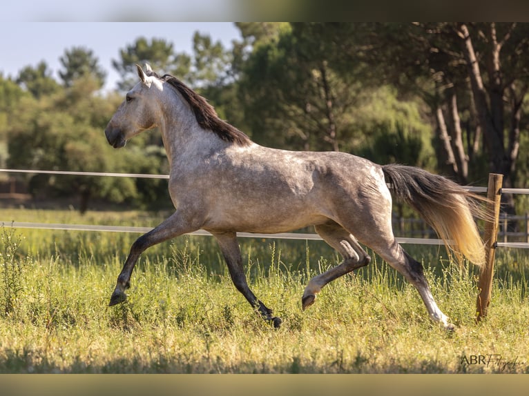 Lusitano Ruin 4 Jaar 160 cm Appelschimmel in St. Estevao