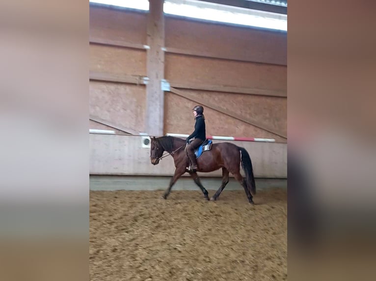 Lusitano Mix Ruin 4 Jaar 160 cm Roodbruin in Tuttlingen
