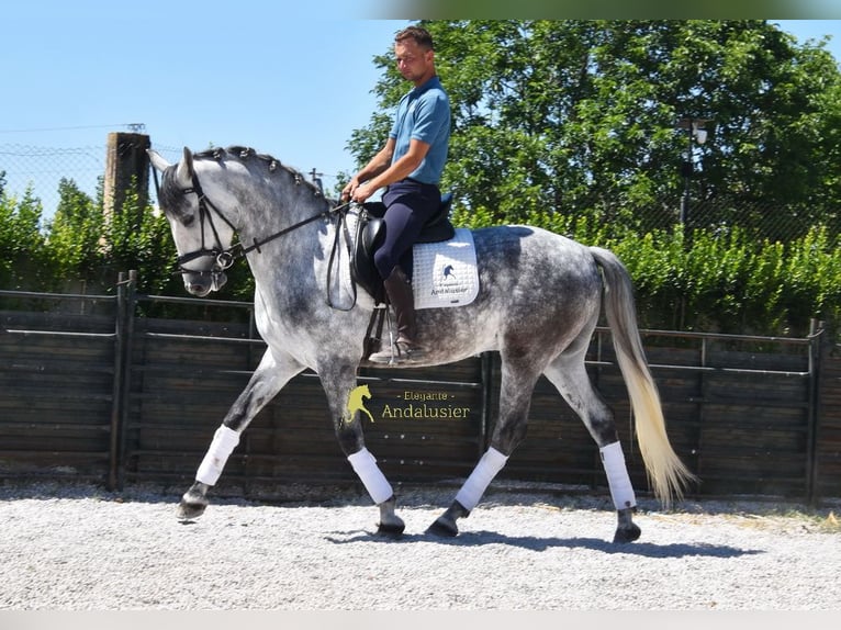 Lusitano Ruin 4 Jaar 160 cm Schimmel in Provinz Granada