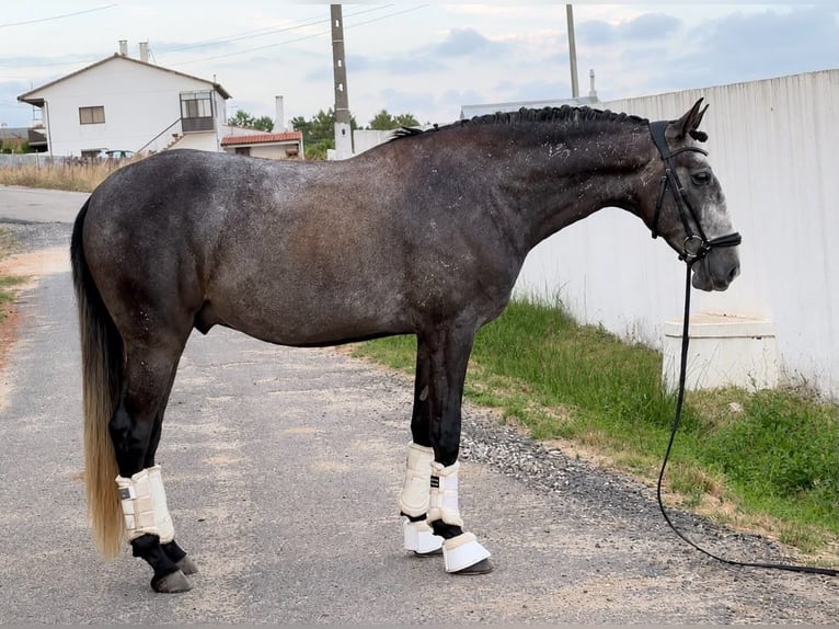 Lusitano Ruin 4 Jaar 160 cm Schimmel in Caldas da Rainha