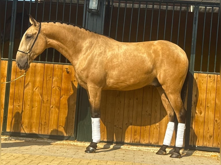 Lusitano Ruin 4 Jaar 161 cm Buckskin in Martfeld Lusitano Ruin 4 Jaar 161 cm Buckskin in Martfeld
