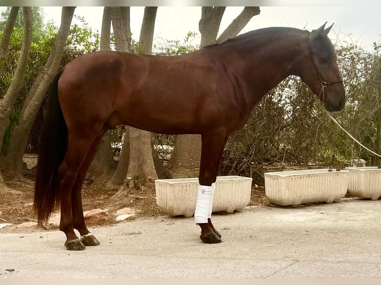Lusitano Ruin 4 Jaar 161 cm Donkere-vos in Betera