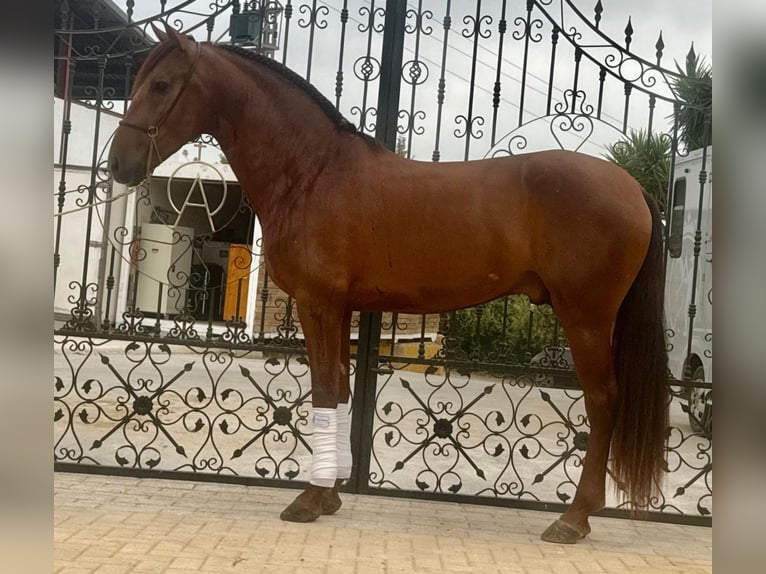 Lusitano Ruin 4 Jaar 161 cm Donkere-vos in Betera