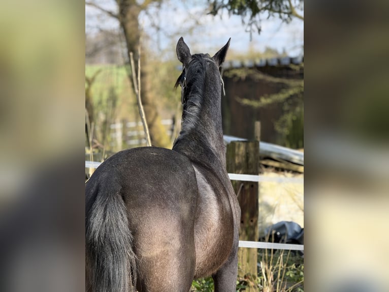 Lusitano Mix Ruin 4 Jaar 161 cm Schimmel in RadevormwaldRadevormwald