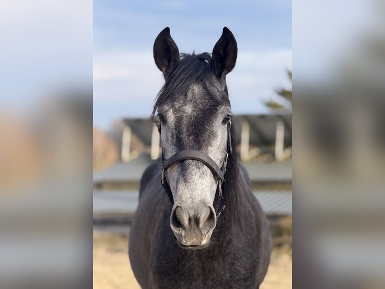 Lusitano Mix Ruin 4 Jaar 161 cm Schimmel in RadevormwaldRadevormwald