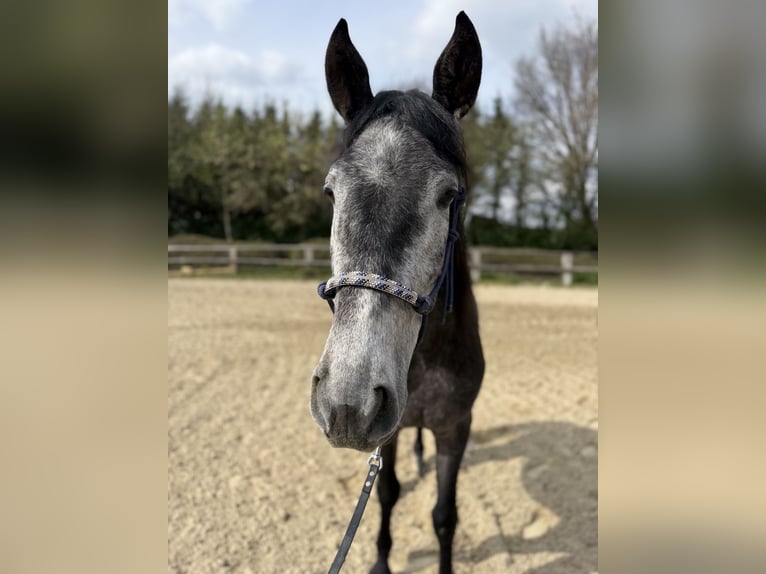 Lusitano Mix Ruin 4 Jaar 161 cm Schimmel in RadevormwaldRadevormwald