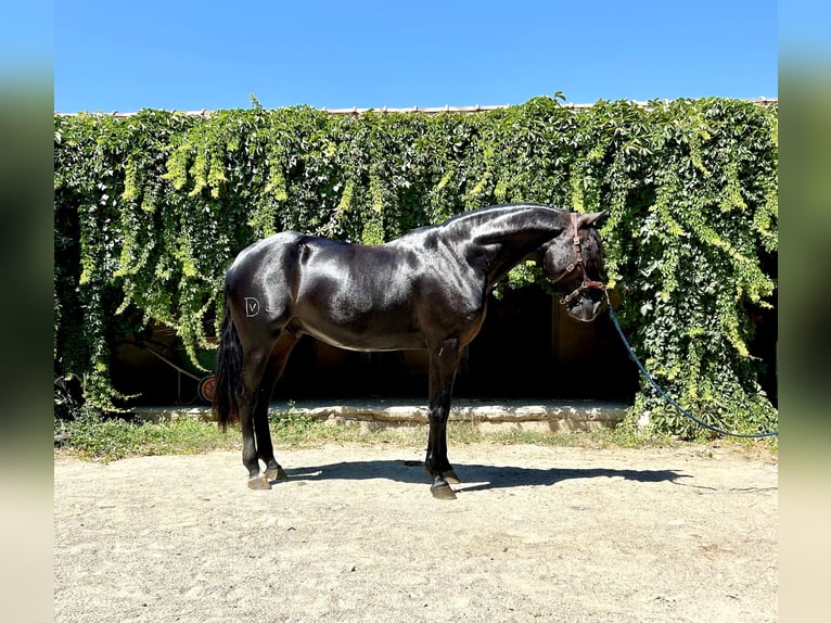 Lusitano Ruin 4 Jaar 161 cm Zwart in München