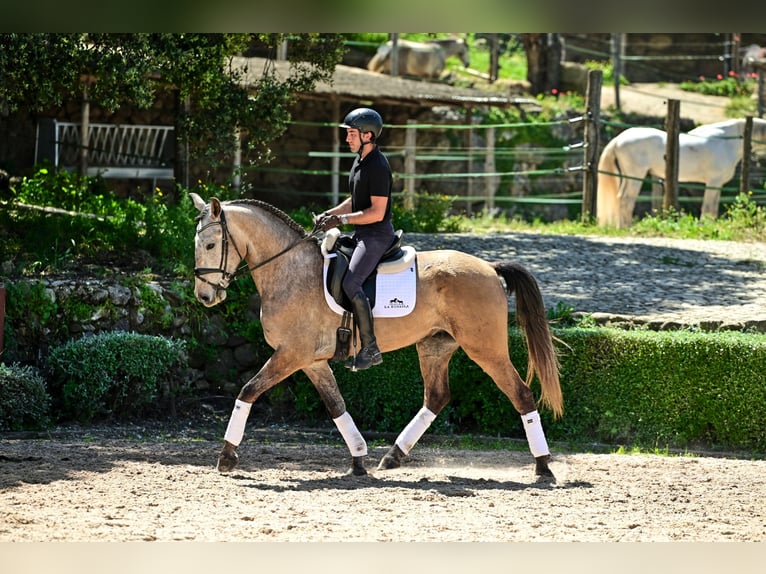 Lusitano Ruin 4 Jaar 162 cm Blauwschimmel in Montecorto, Provinz Malaga