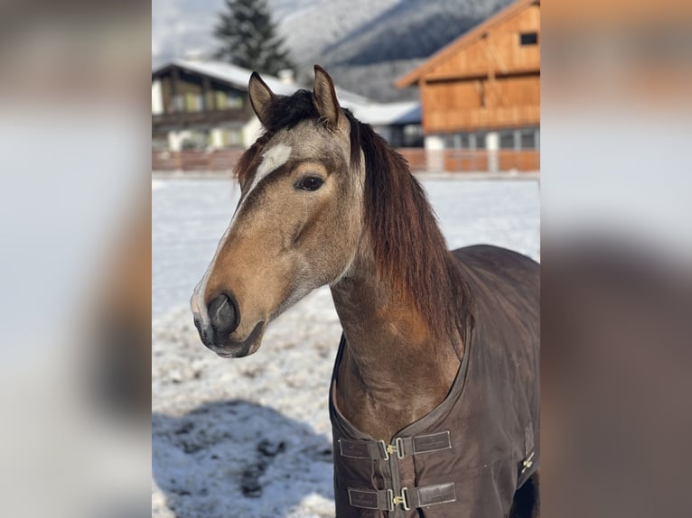 Lusitano Ruin 4 Jaar 162 cm Buckskin in Olang