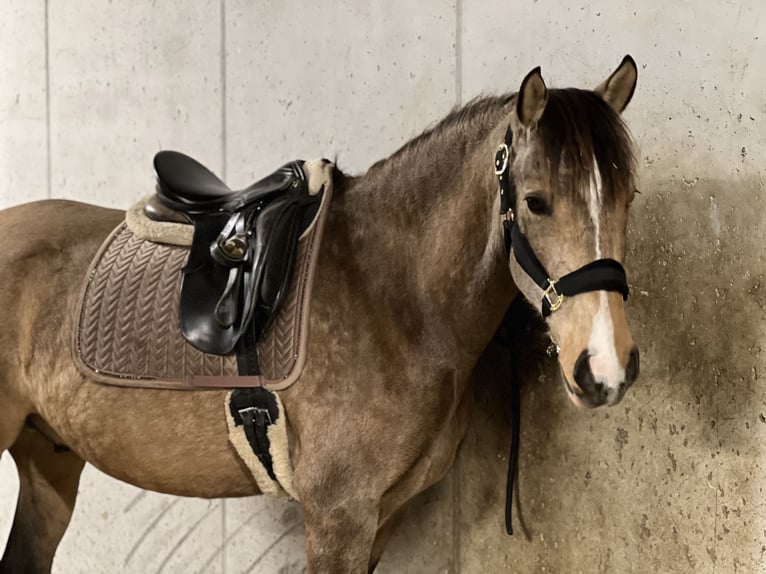 Lusitano Ruin 4 Jaar 162 cm Buckskin in Olang