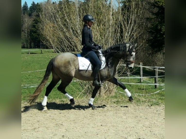 Lusitano Ruin 4 Jaar 162 cm Schimmel in Irschenberg