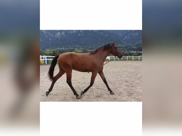 Lusitano Ruin 4 Jaar 163 cm Bruin in Thusis