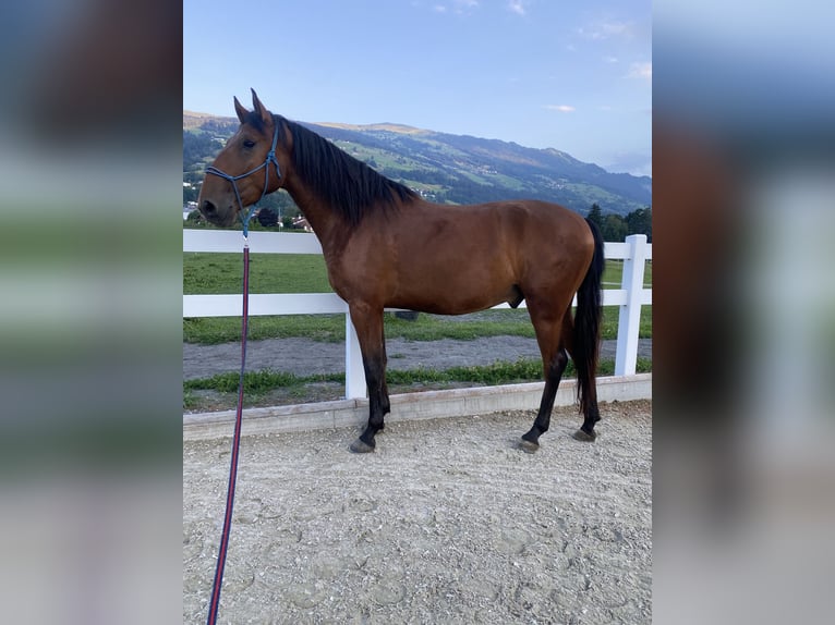 Lusitano Ruin 4 Jaar 163 cm Bruin in Thusis