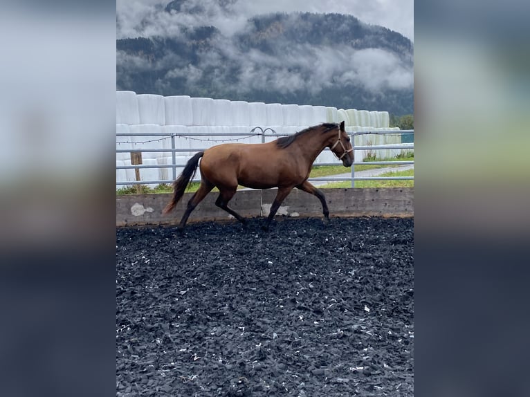 Lusitano Ruin 4 Jaar 163 cm Bruin in Thusis
