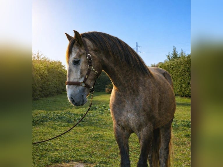 Lusitano Ruin 4 Jaar 164 cm Schimmel in Lucca