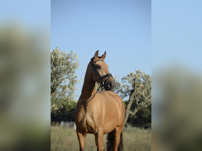 Lusitano Ruin 4 Jaar 165 cm Buckskin in Água Derramada