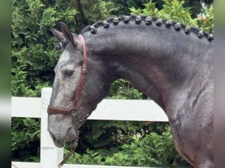 Lusitano Mix Ruin 4 Jaar 165 cm Schimmel in Santander