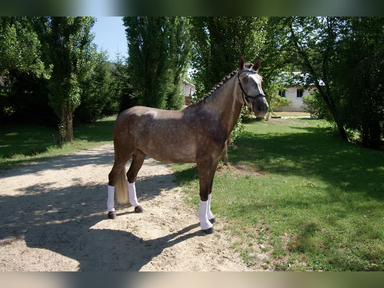Lusitano Ruin 4 Jaar 168 cm Brown Falb schimmel in Bruckberg