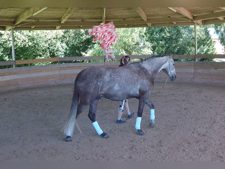 Lusitano Ruin 4 Jaar 168 cm Brown Falb schimmel in Bruckberg