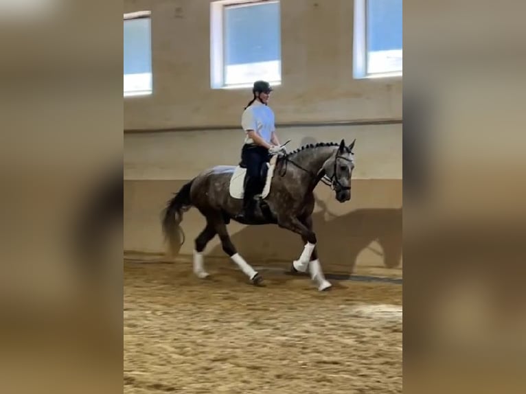 Lusitano Ruin 4 Jaar 168 cm Brown Falb schimmel in Bruckberg