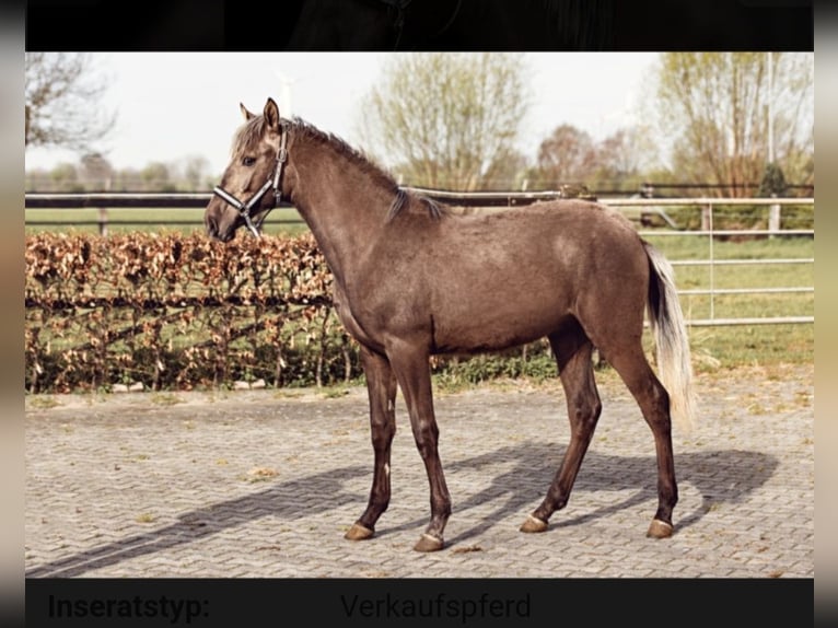 Lusitano Ruin 4 Jaar 168 cm Brown Falb schimmel in Bruckberg