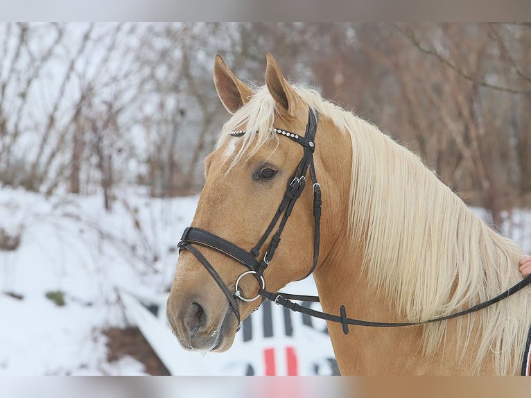 Lusitano Ruin 4 Jaar 170 cm Palomino in Teldau