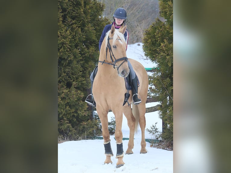 Lusitano Ruin 4 Jaar 170 cm Palomino in Teldau