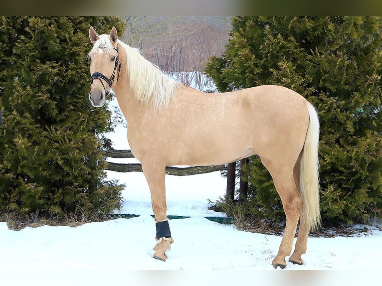 Lusitano Ruin 4 Jaar 170 cm Palomino in Teldau