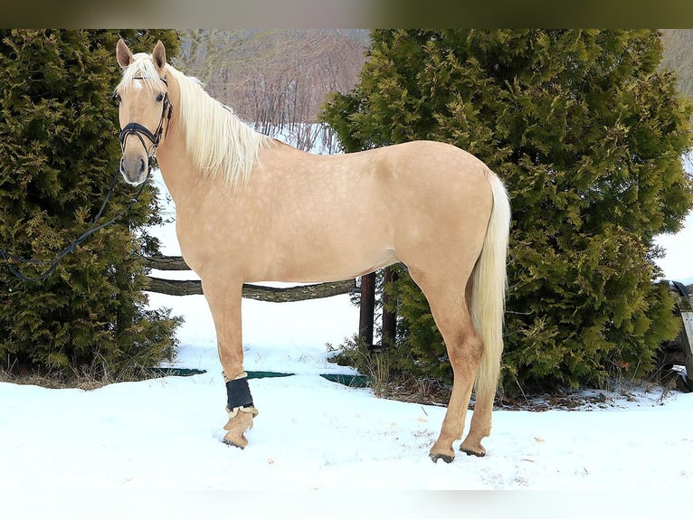 Lusitano Ruin 4 Jaar 170 cm Palomino in Teldau