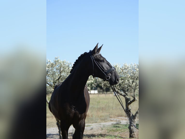 Lusitano Ruin 4 Jaar 170 cm Zwart in Grândola