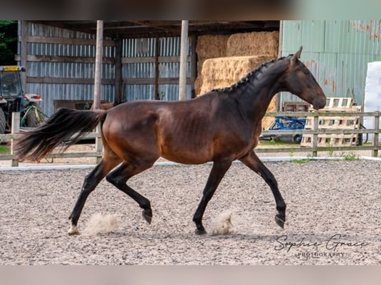Lusitano Mix Ruin 4 Jaar 174 cm Donkerbruin in CHESTER
