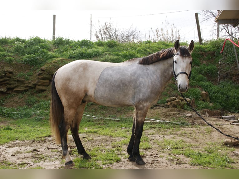 Lusitano Ruin 5 Jaar 147 cm Appelschimmel in Torrefarrera, Lleida