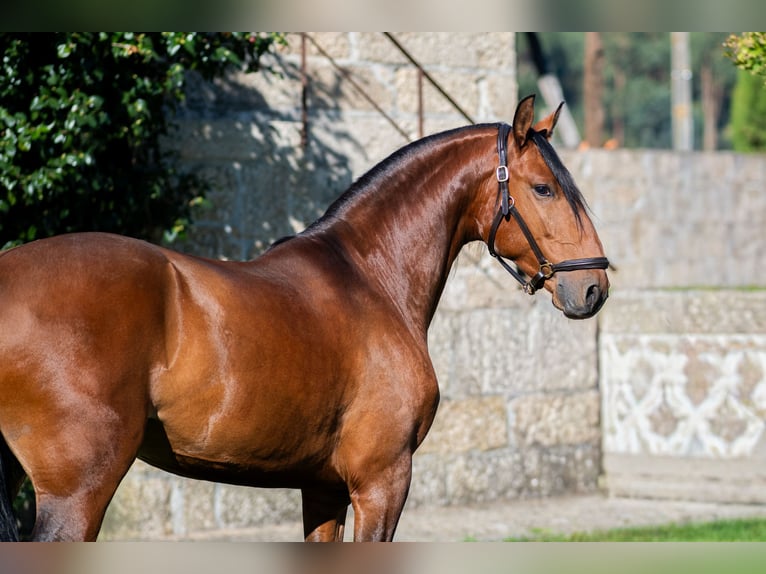 Lusitano Ruin 5 Jaar 152 cm Bruin in Guimarães