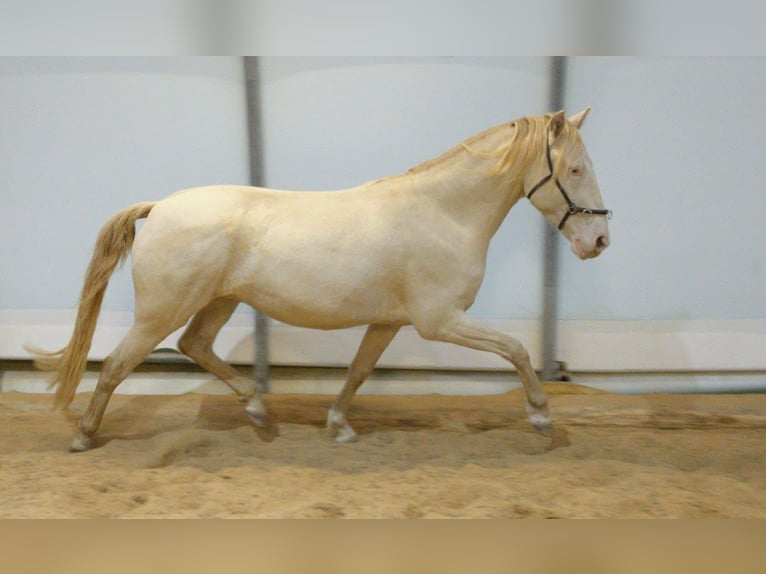 Lusitano Ruin 5 Jaar 152 cm Perlino in Bayerbach