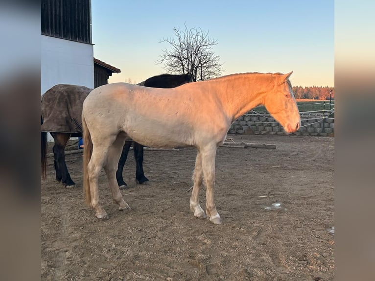 Lusitano Ruin 5 Jaar 152 cm Perlino in Bayerbach