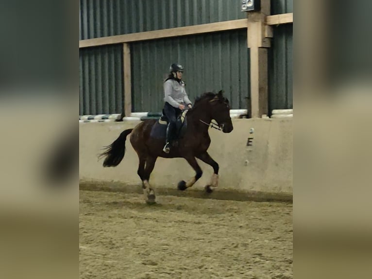 Lusitano Ruin 5 Jaar 155 cm Bruin in Waldeck