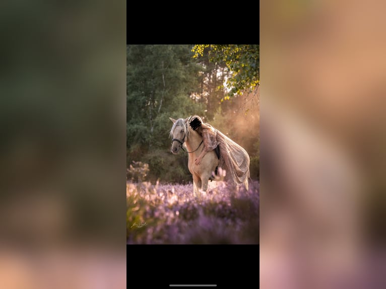 Lusitano Mix Ruin 5 Jaar 155 cm Palomino in Melle
