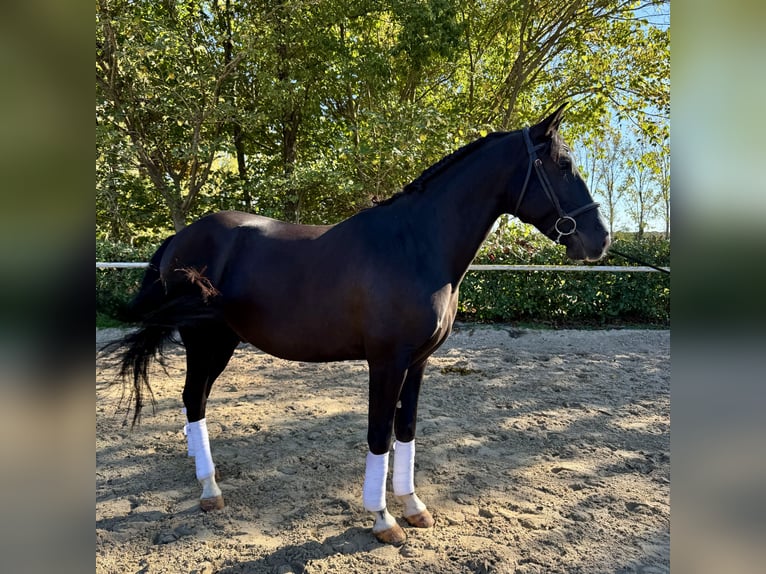 Lusitano Ruin 5 Jaar 155 cm Zwart in Lansargues Lusitano Ruin 5 Jaar 155 cm Zwart in Lansargues